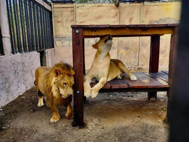 León mata a empleado de safari en Altamira mientras limpiaba una jaula