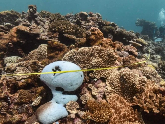La Gran Barrera de Coral sufre el blanqueamiento más severo de la historia 