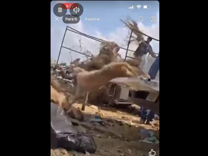 Captan a empleados de Piedras Negras tirando perros como basura; los investigan 