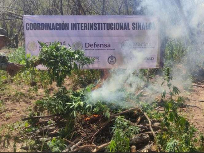 Neutraliza Semar 2 laboratorios clandestinos en Sinaloa