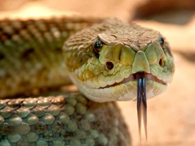 Hombre que se dejó morder por 200 serpientes para crear un antídoto universal