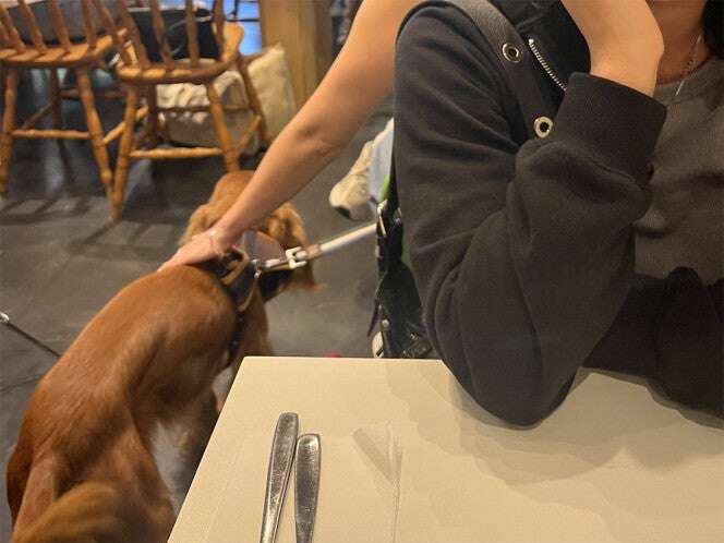 ‘Deja el put… perro en tu casa’; discuten en redes por presencia de mascotas en restaurantes