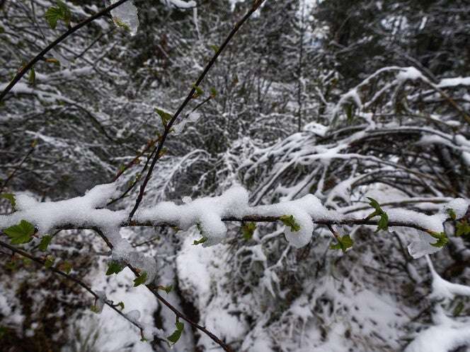 Reportan nevada en municipios de la sierra de Hidalgo; termómetro baja a los cero grados