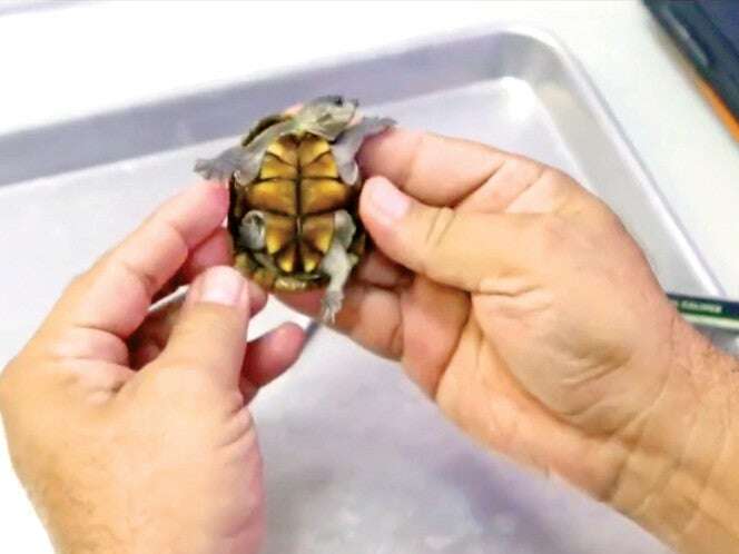 Roban 55 tortugas en peligro de extinción en Puerto Vallarta