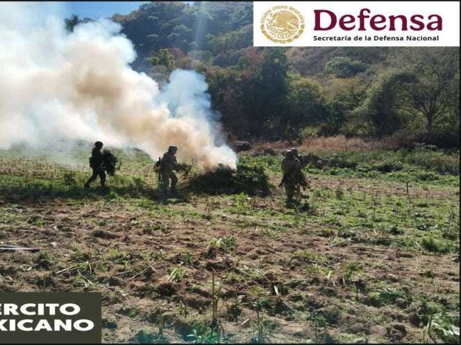 Debilitan al narco: Defensa y Fuerza Aérea queman amapola y marihuana en 6 estados