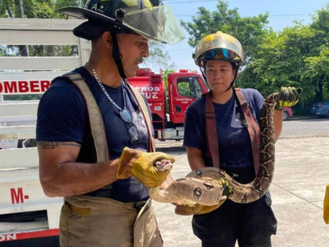 Capturan serpiente de dos metros en Veracruz; devoraba a un pequeño gatito