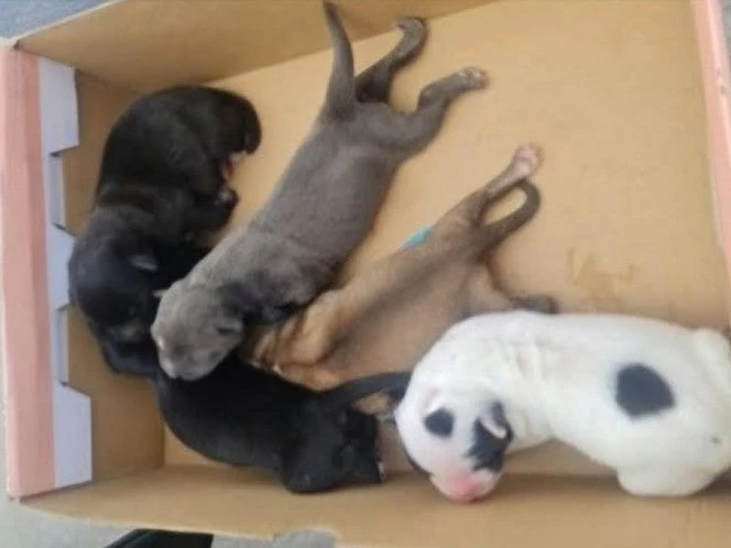 Rescatan a 29 perritos durante cateos en Hidalgo  