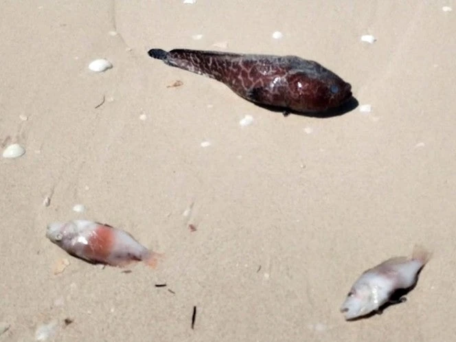 Alertan por marea roja en región costera de Progreso a Celestún; ‘la gente tiene miedo de comer mariscos’