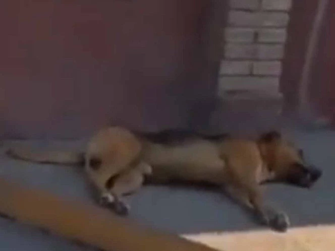 Policías atropellan a dos perros en Miahuatlán, Puebla, y huyen como si nada hubiera pasado | VIDEO