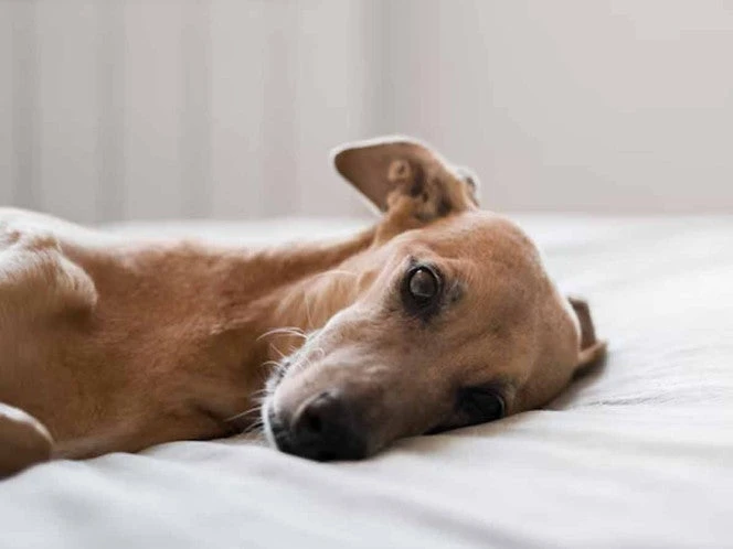 Mujer mete a un perrito en una bolsa con cloro, provoca su muerte y actúa como si nada en Nuevo León