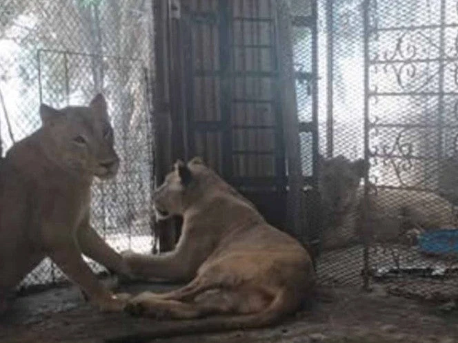 Rescatan a tres leonas y un león en condiciones deplorables dentro de una quinta en García, Nuevo León