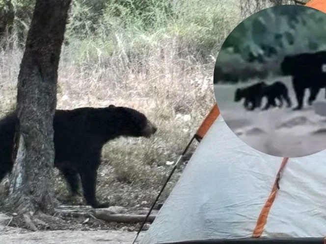 ¡Lo más tierno de hoy! Se escuchan las chicharras y llega mamá oso con sus cachorros