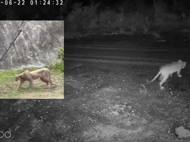 Pumas avistados en Monterrey y Santiago, son diferentes
