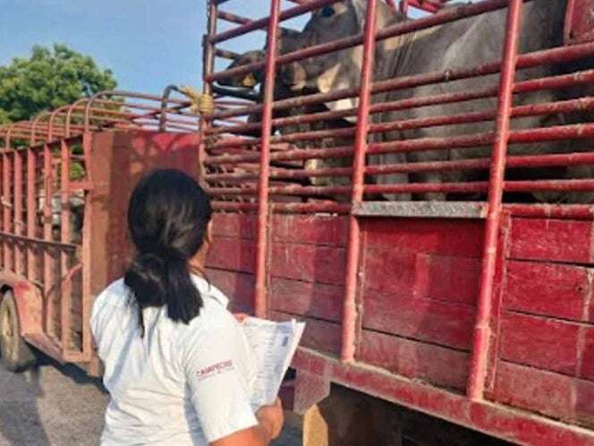 Van 3 mil 500 ganaderos capacitados contra gusano barrenador