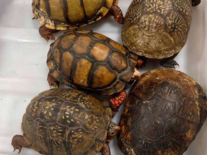 Aseguran 137 ejemplares de tortugas y ranas en el AICM; tenían como destino Japón