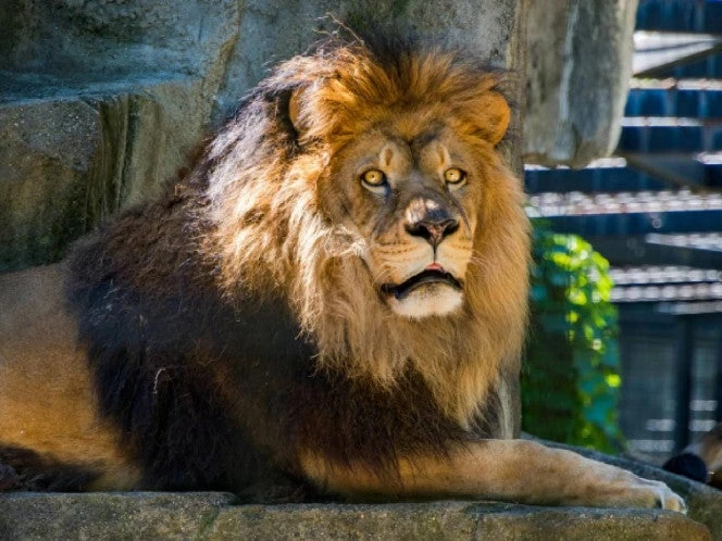 Leones devoran a cuidador frente a Turistas en Tailandia