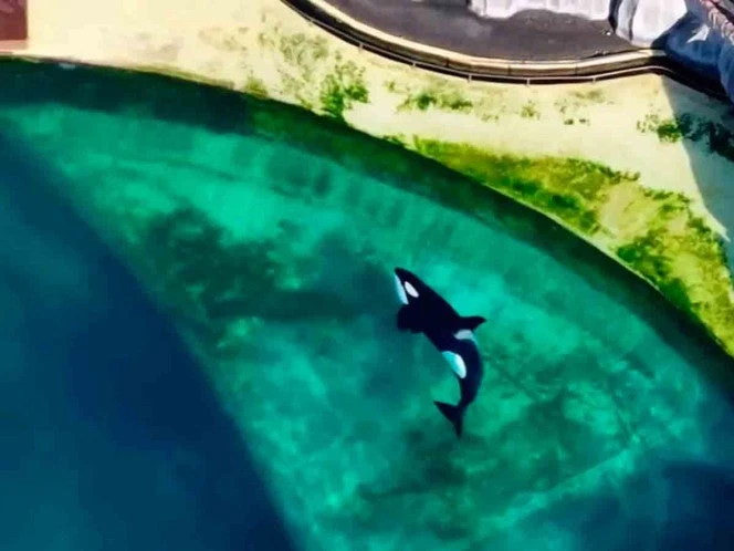 Wikie y Keijo, orcas de Francia atrapadas en un acuario fantasma claman por su libertad 