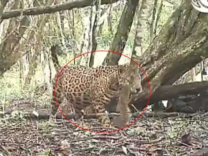 VIDEO: Captan a jaguar 'con pancita' en Campeche; esperanza para la especie amenazada