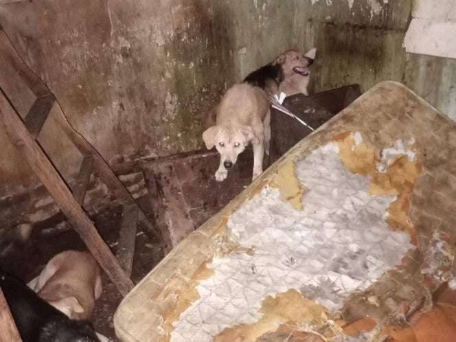 Hombre tenía más de 200 perros y gatos muertos en su casa; los había mutilado y embalsamado