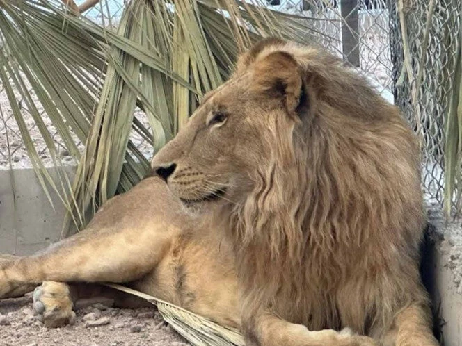 Animales del Santuario Ostok se adaptan a su nuevo hogar, tras huir de la violencia en Culiacán