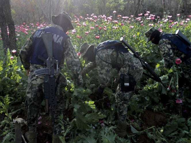 Semar erradica 6 plantíos de amapola en Nayarit, pudo producir 49.3 mdd de ganancias