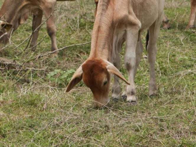 Nuevo brote de gusano barrenador del ganado en México, se trata de 4 becerros en Tabasco