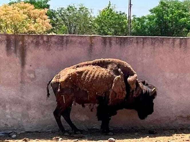 Profepa interviene zoológico de Querétaro por mal estado de animales