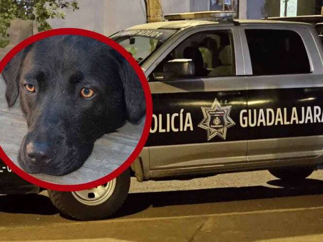 Perrito es acuchillado por proteger a su dueña durante una discusión en Guadalajara