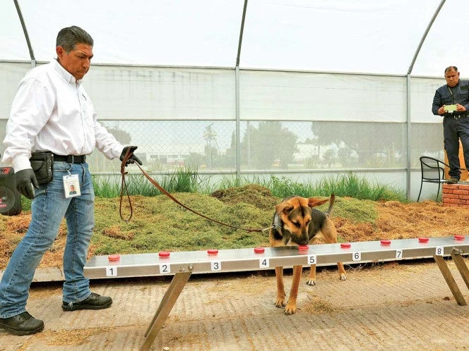 Se hace lo necesario para reabrir frontera; ‘atendimos caso de barrenador’: Sheinbaum
