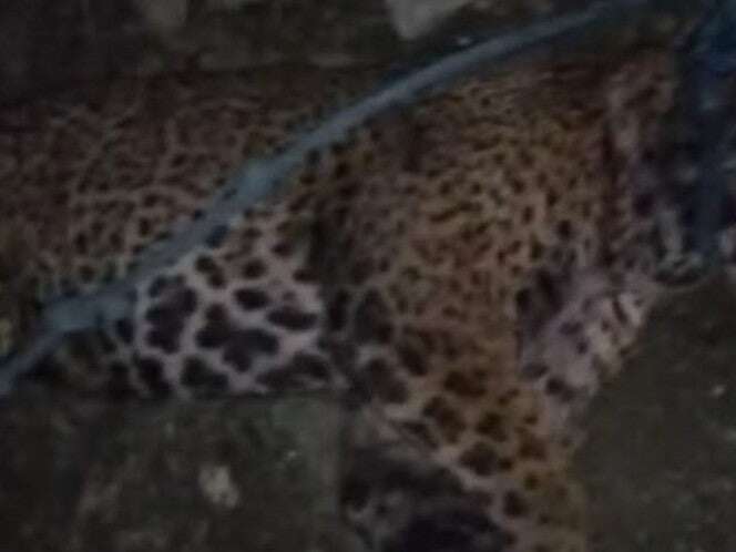 Hombre mata a jaguar en San Luis Potosí por ‘meterse con su ganado’