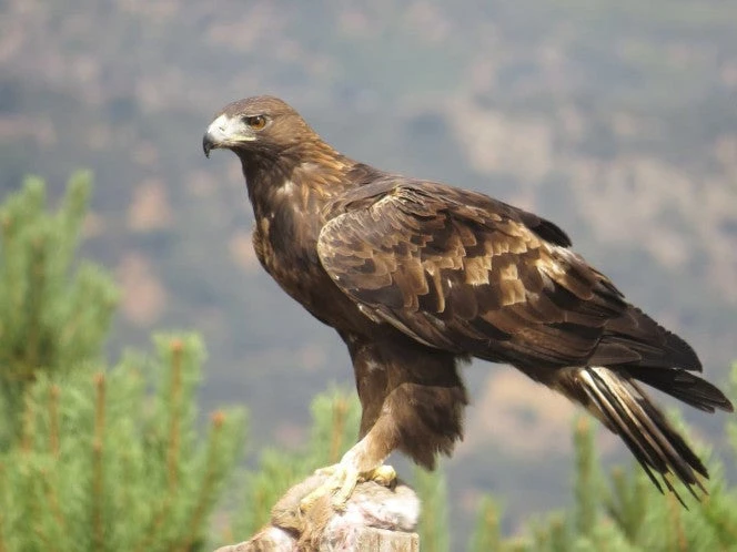 Buscan preservar al águila real, símbolo de identidad nacional 
