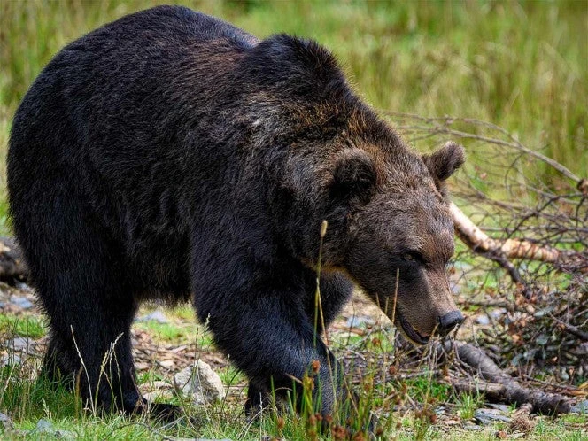 ¡Alerta! Buscan a oso y puma que deambulan por calles de Nuevo León