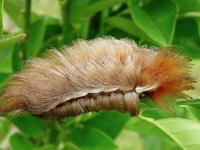 Alerta en Jalisco por presencia de la ‘Oruga Peluche’, la más peligrosa de Norteamérica