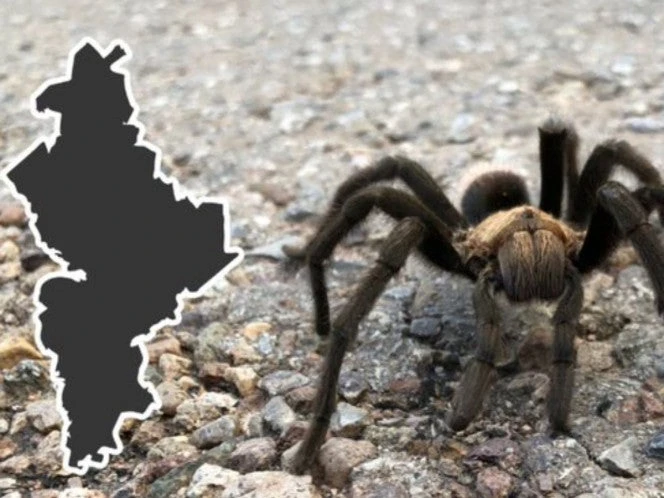 Regresa el calor y las tarántulas a Nuevo León