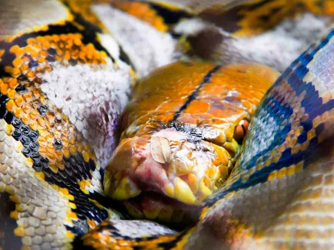 Pitón de cinco metros rompe el techo de una casa y se come al gato de la familia en Tailandia