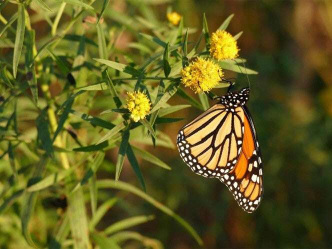 Cambio climático: Migración de mariposa monarca desaparecería en 2090