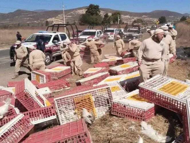 Emiten alerta sanitaria en Puebla por gallinas posiblemente intoxicadas