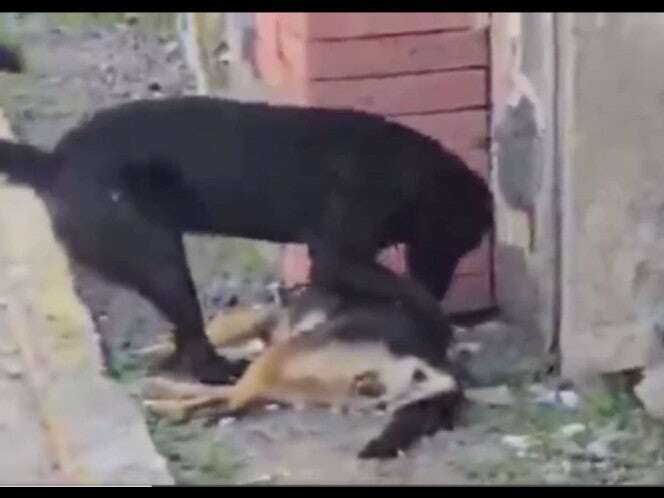 VIDEO: Perrito intenta despertar a su amigo que murió envenenado