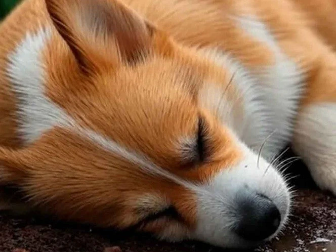 Investigan envenenamiento masivo de perros en Zacatecas; localizaron 20 cuerpos