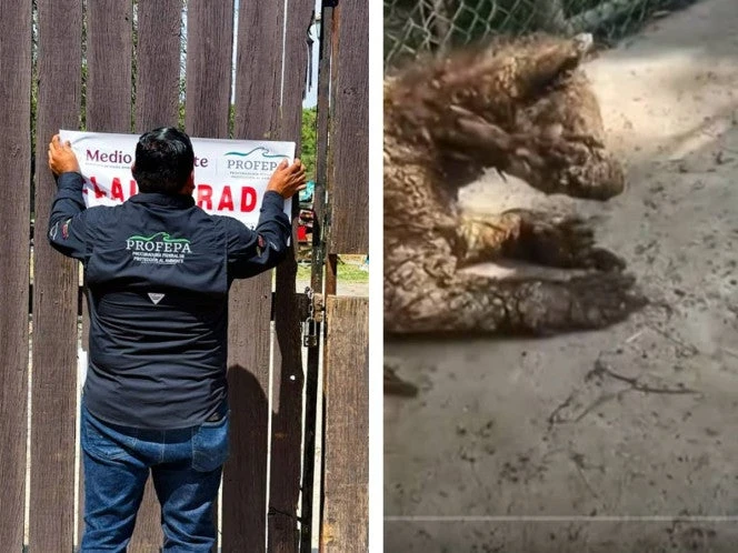 Clausuran Zoológico La Pastora en NL por maltrato a la osa 'Mina'