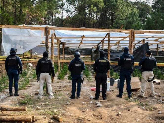 Desmantelan invernadero para producción de mariguana en Hidalgo