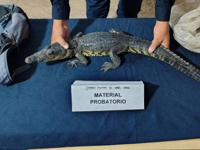 Localizan cocodrilo abandonado en una mochila en Zócalo de Puebla