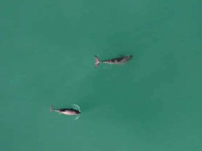 Monitoreo satelital de embarcaciones y ajustes en polígonos de pesca para proteger a vaquita marina