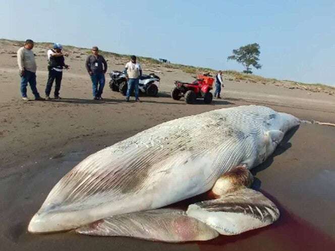 Hallan ballena muerta en costas de Nautla, Veracruz