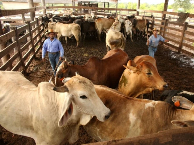 Aranceles de Trump reconfigurarán el mercado de carne mundial