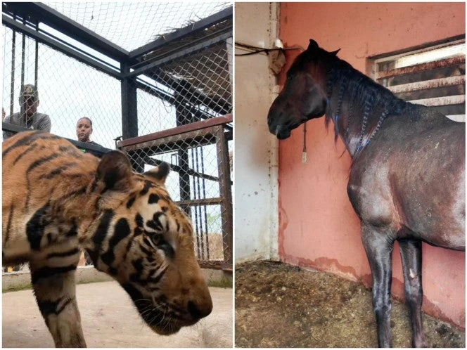 Aseguran a pareja de tigres y caballos en finca de Sinaloa
