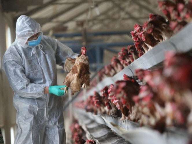 EU reporta primer brote de gripe aviar H7N9 en granja avícola desde 2017