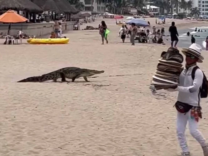 Cocodrilo sorprende a turistas en la playa del Holi, Puerto Vallarta | VIDEO