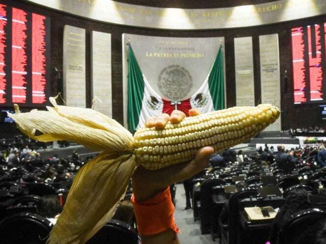 Diputados declaran constitucionalidad de reforma de maíces nativos 