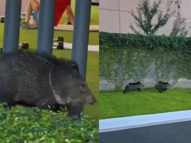 Pumas, osos y ahora pecaríes invaden club deportivo en NL | VIDEO